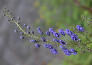 valley-of-flowers2