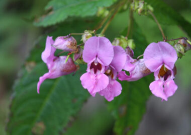 valley-of-flowers3