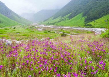 vally-of-flower