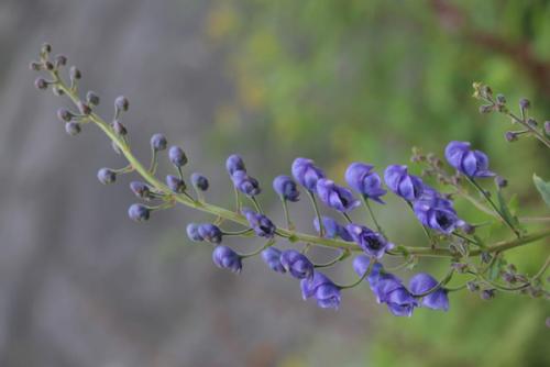 valley-of-flowers