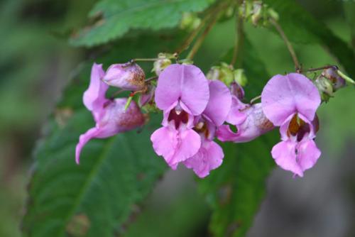 valley-of-flowers