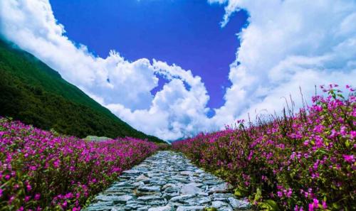 valley-of-flowers